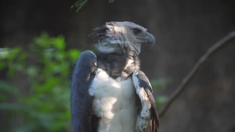 Águila-Arpía-Cautiva-En-El-Zoológico-De-La-Guayana-Francesa,-Vista-Lateral,-Primer-Plano